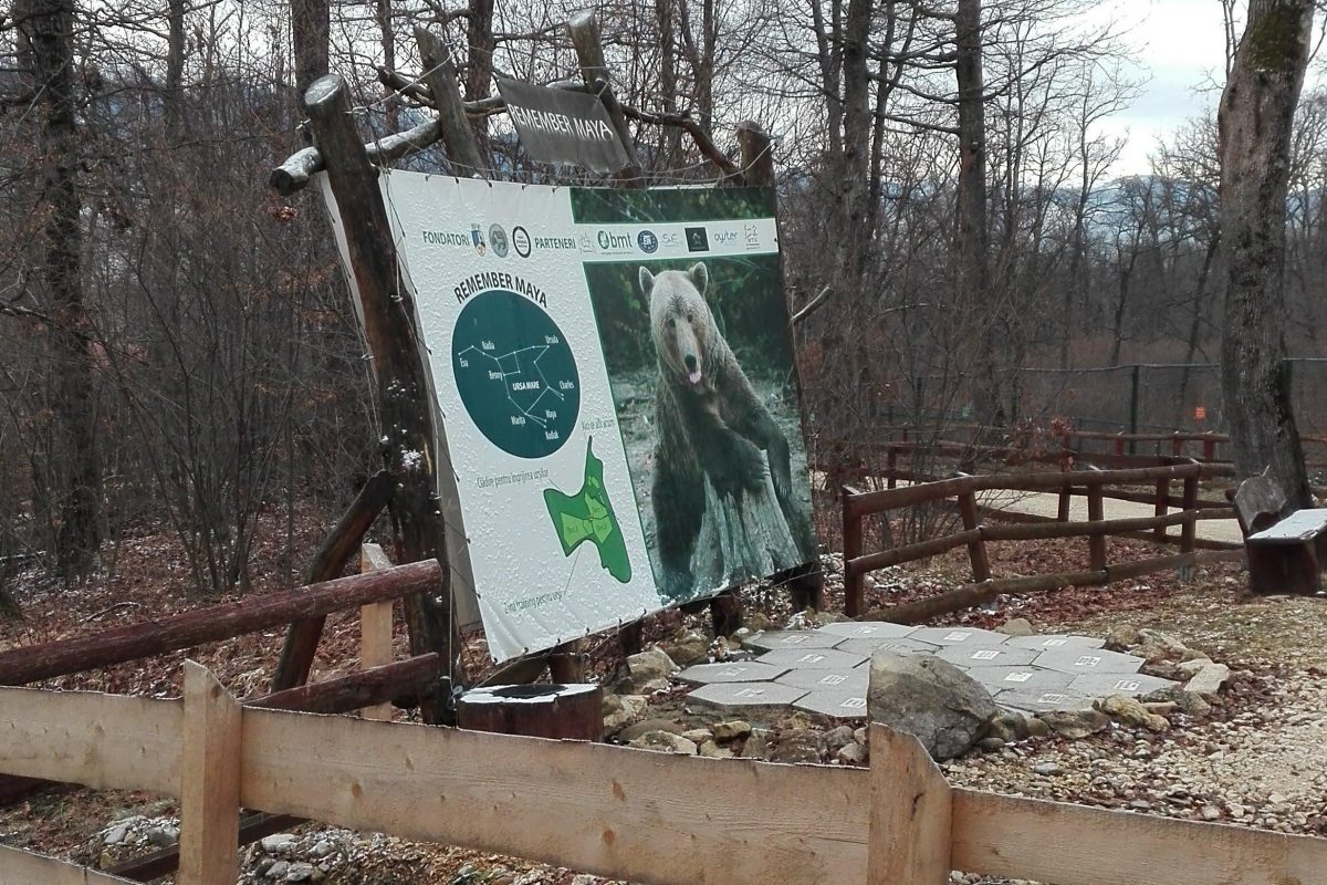 Remember Maya | Bear Sanctuary Zarnesti & Bran – 1 day trip